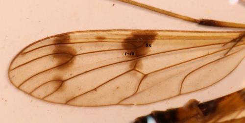Ptychoptera lacustris