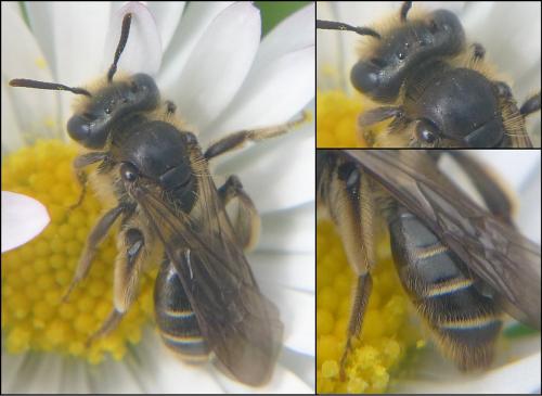 Andrena sp.