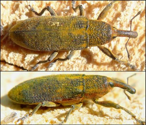 Lixus linearis