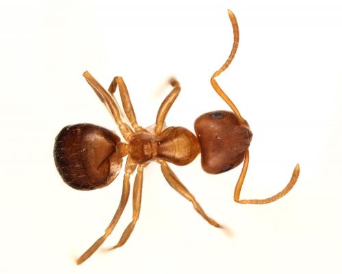 Lasius brunneus