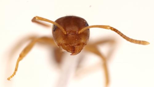 Lasius brunneus