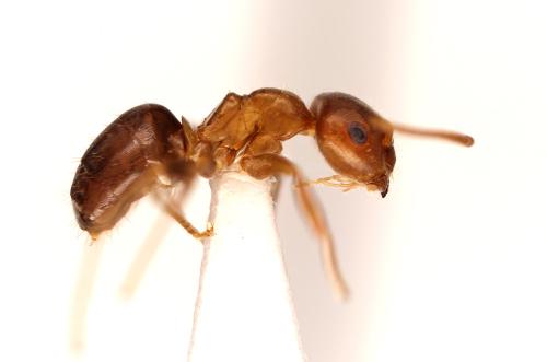 Lasius brunneus