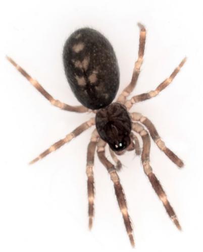 Réf. 99 856 : Mastigusa macrophthalma