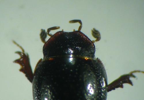 Réf. 99 195 : Nialus varians