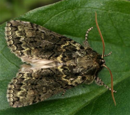 Polyploca ridens