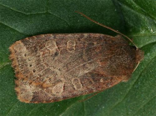 Réf. 99 415 : Conistra sp.