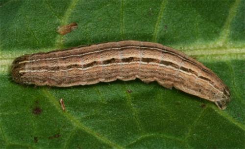 Mythimna sp.