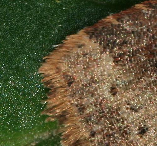 Conistra sp.