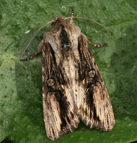 Egira conspicillaris