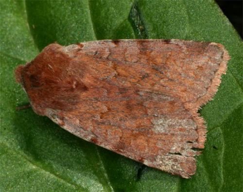 Réf. 99 761 : Cerastis rubricosa