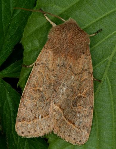 Orthosia cerasi