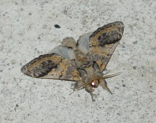 Notodonta tritophus
