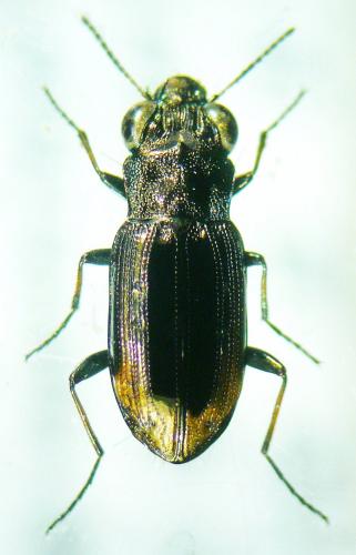Réf. 99 586 : Notiophilus quadripunctatus
