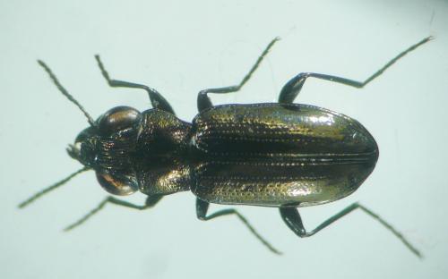 Réf. 99 584 : Notiophilus aestuans