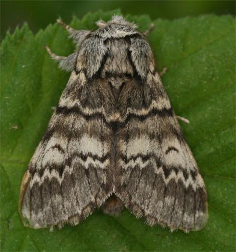 Drymonia ruficornis