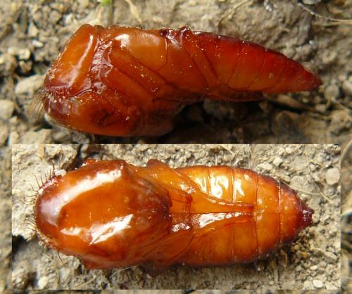 Ocypus sp.