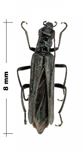 Réf. 99 035 : Oedemera atrata