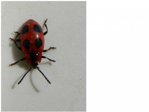 Endomychus coccineus