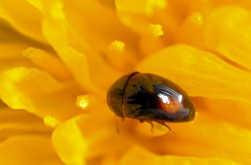 Olibrus sp.