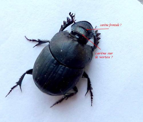 Onthophagus verticicornis