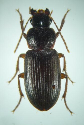 Ophonus rotundatus