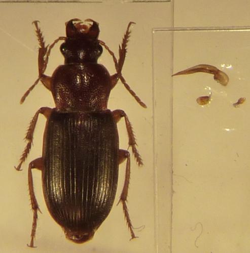 Ophonus puncticeps