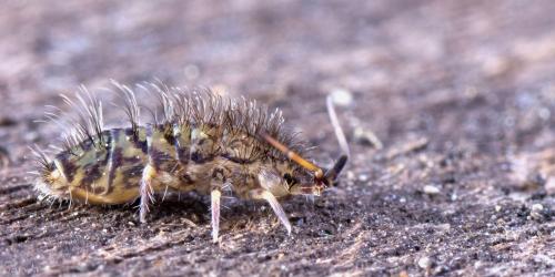 Réf. 99 551 : Orchesella villosa