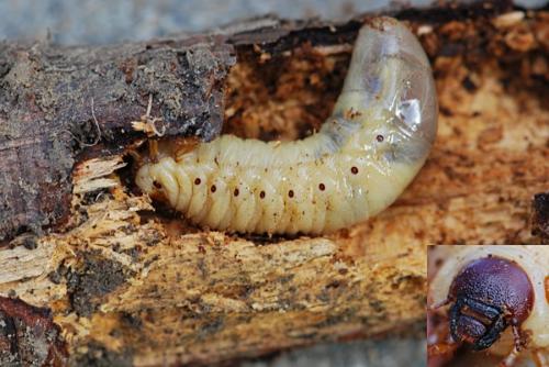 Oryctes nasicornis