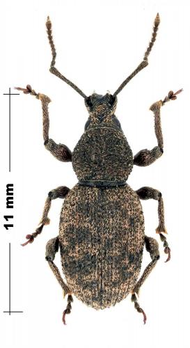 Réf. 99 918 : Otiorhynchus albidus