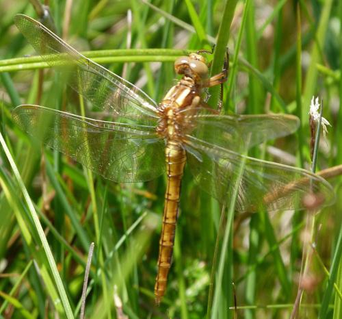 Orthetrum coerulescens