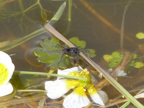 Pardosa sp.
