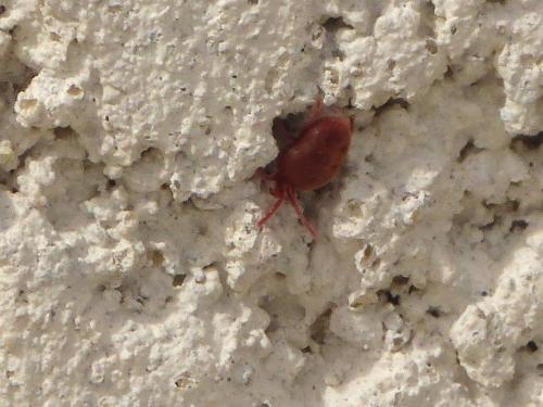 Réf. 99 229 : Allothrombium sp.