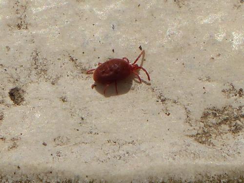 Réf. 99 230 : Allothrombium sp.