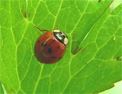 Harmonia axyridis