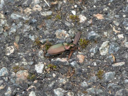 Poecilus cupreus