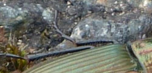 Poecilus cupreus