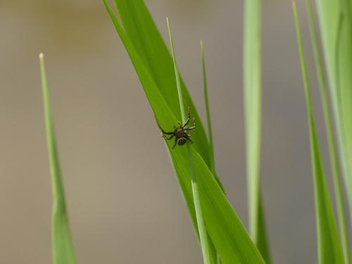 Xysticus sp.