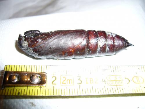 Agrius convolvuli