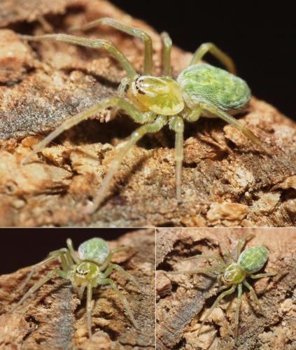 Réf. 99 859 : Nigma walckenaeri