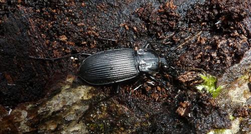 Réf. 99 134 : Pterostichus niger