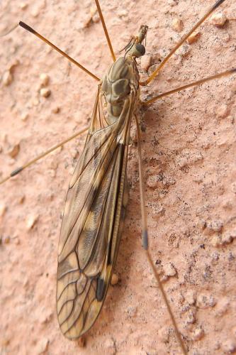 Tipula rufina