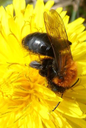Andrena thoracica