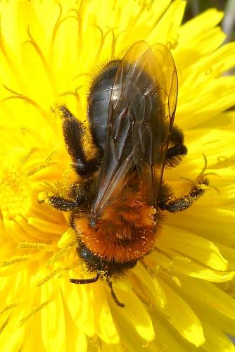 Réf. 99 074 : Andrena thoracica