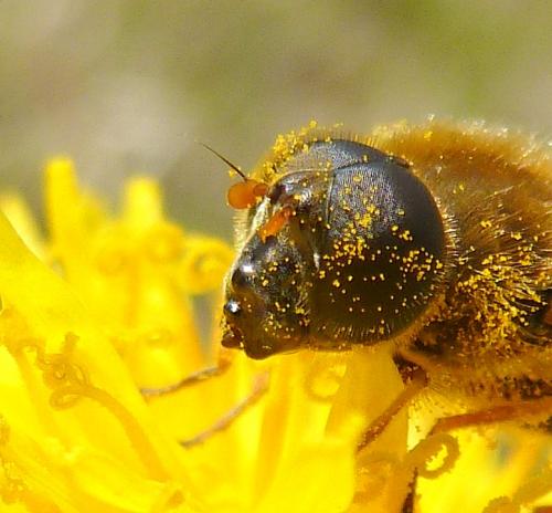 Cheilosia sp.