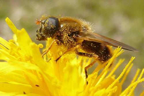 Réf. 99 075 : Cheilosia sp.