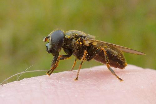 Cheilosia sp.