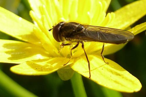Réf. 99 506 : Platycheirus albimanus