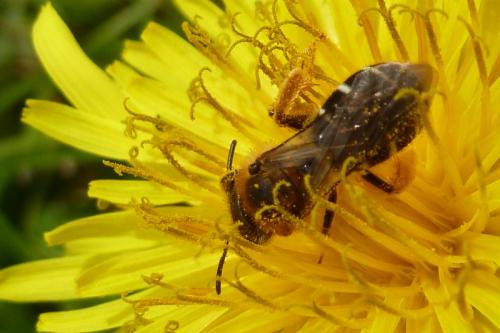 Réf. 99 574 : Halictus sp.