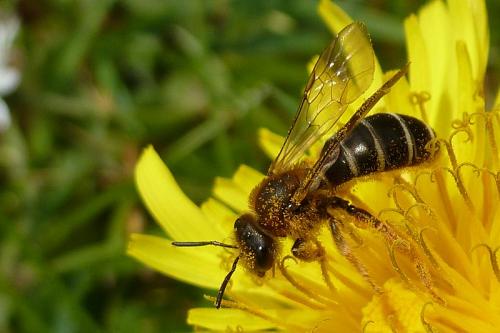 Réf. 99 504 : Halictus sp.