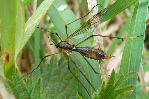 Ptychoptera albimana
